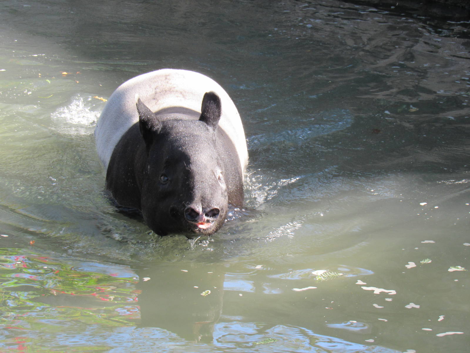 Malayan Tapir