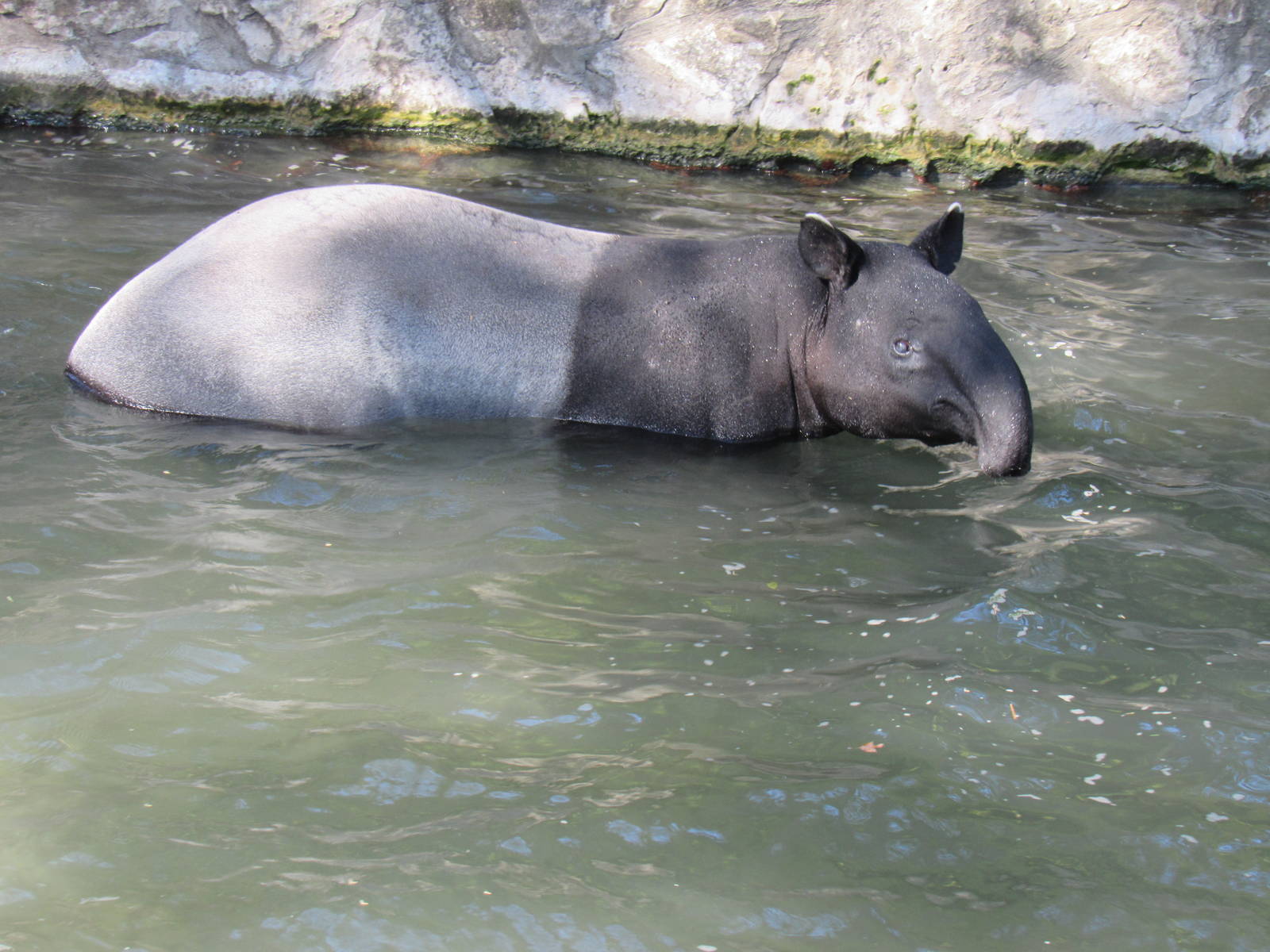 Malayan Tapir