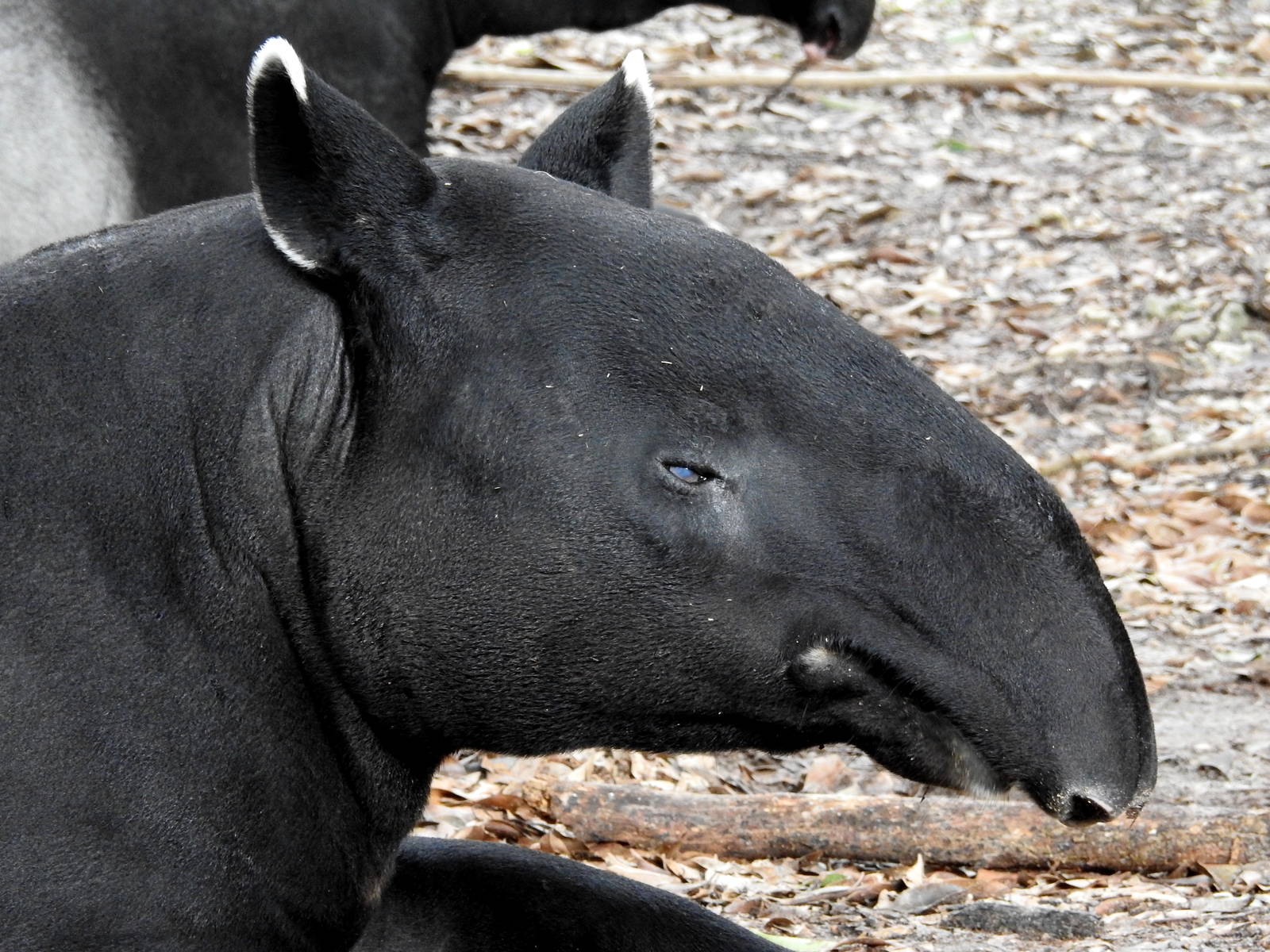 Malayan Tapir