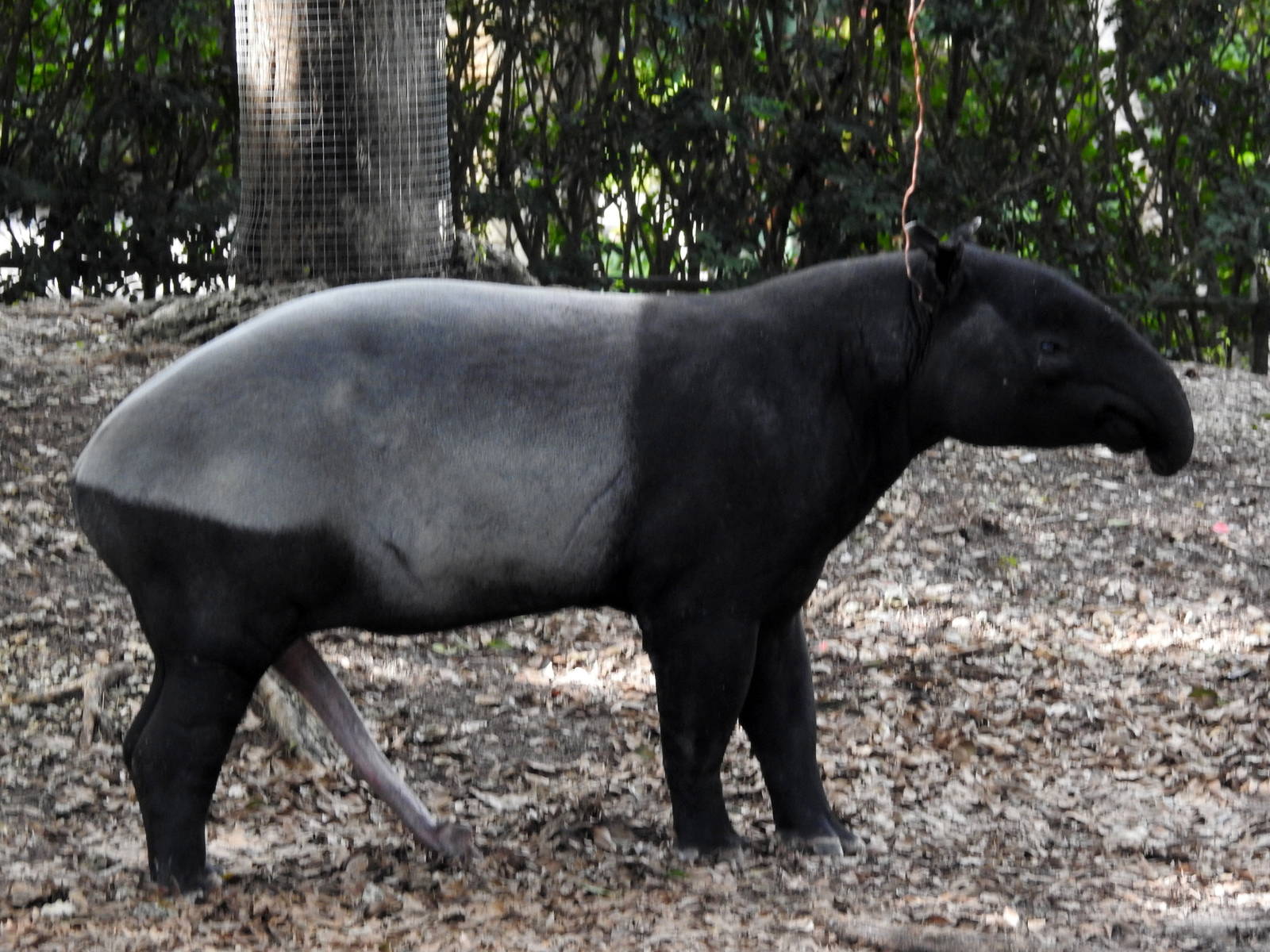 Malayan Tapir