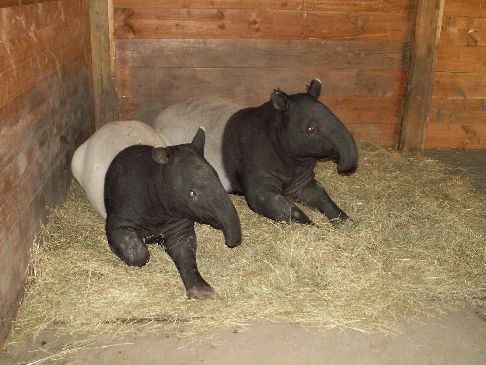 Malayan tapir
