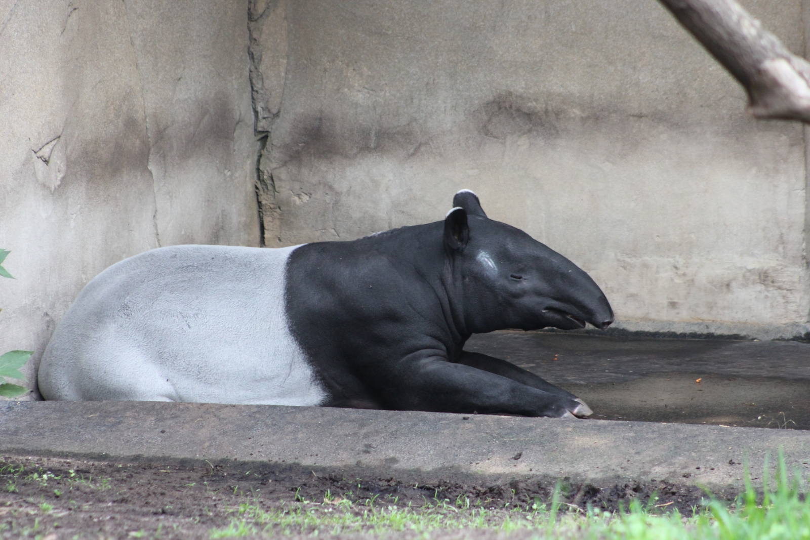 Malayan tapir