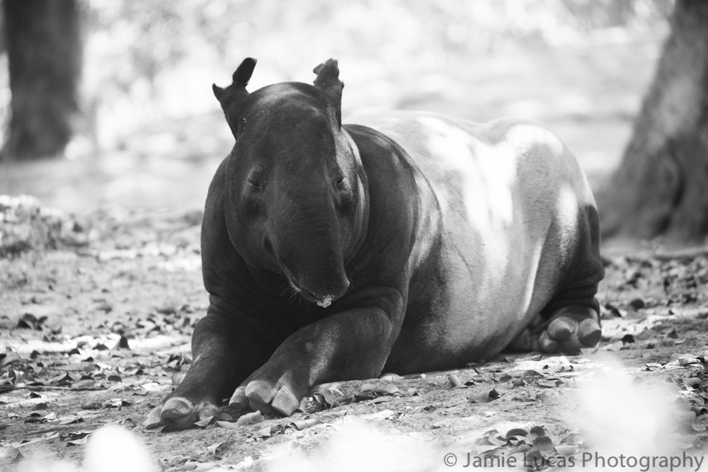 Malayan Tapir