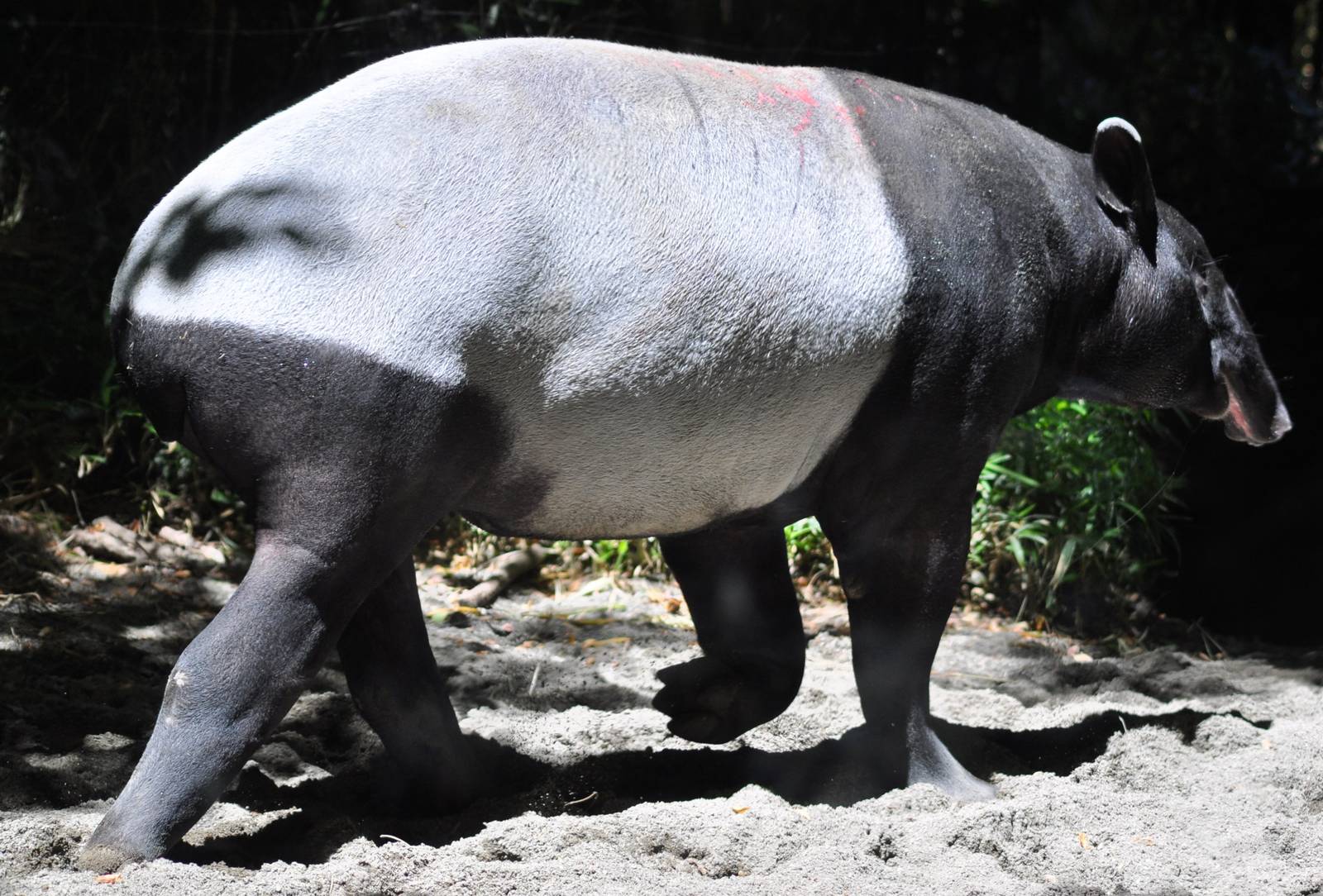 Malayan Tapir