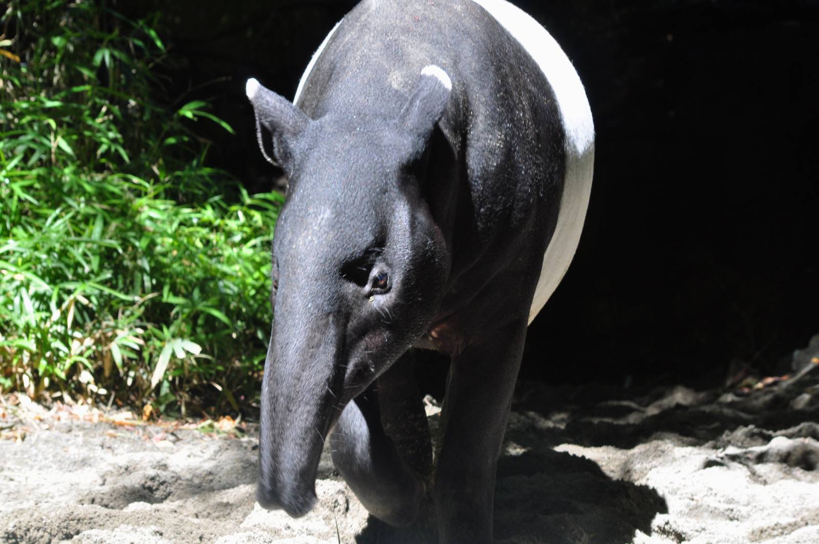Malayan Tapir