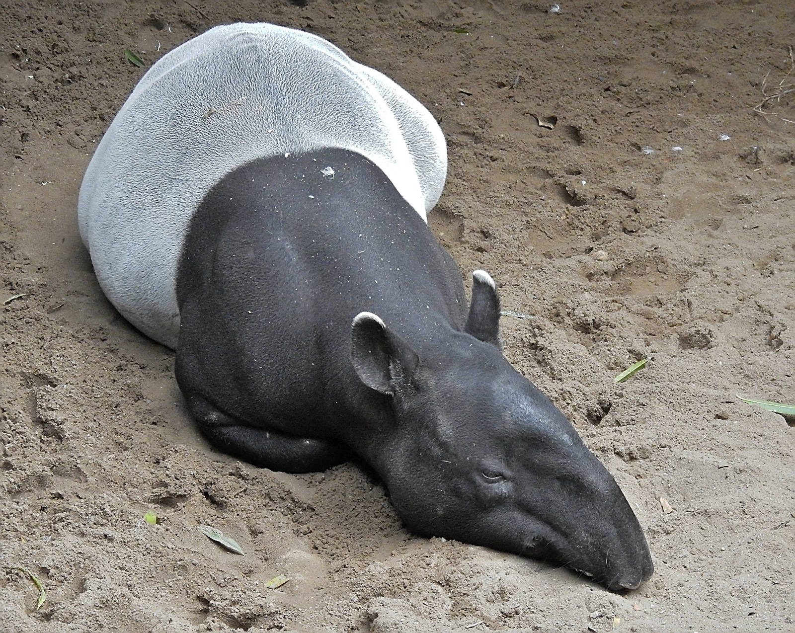 Malayan Tapir