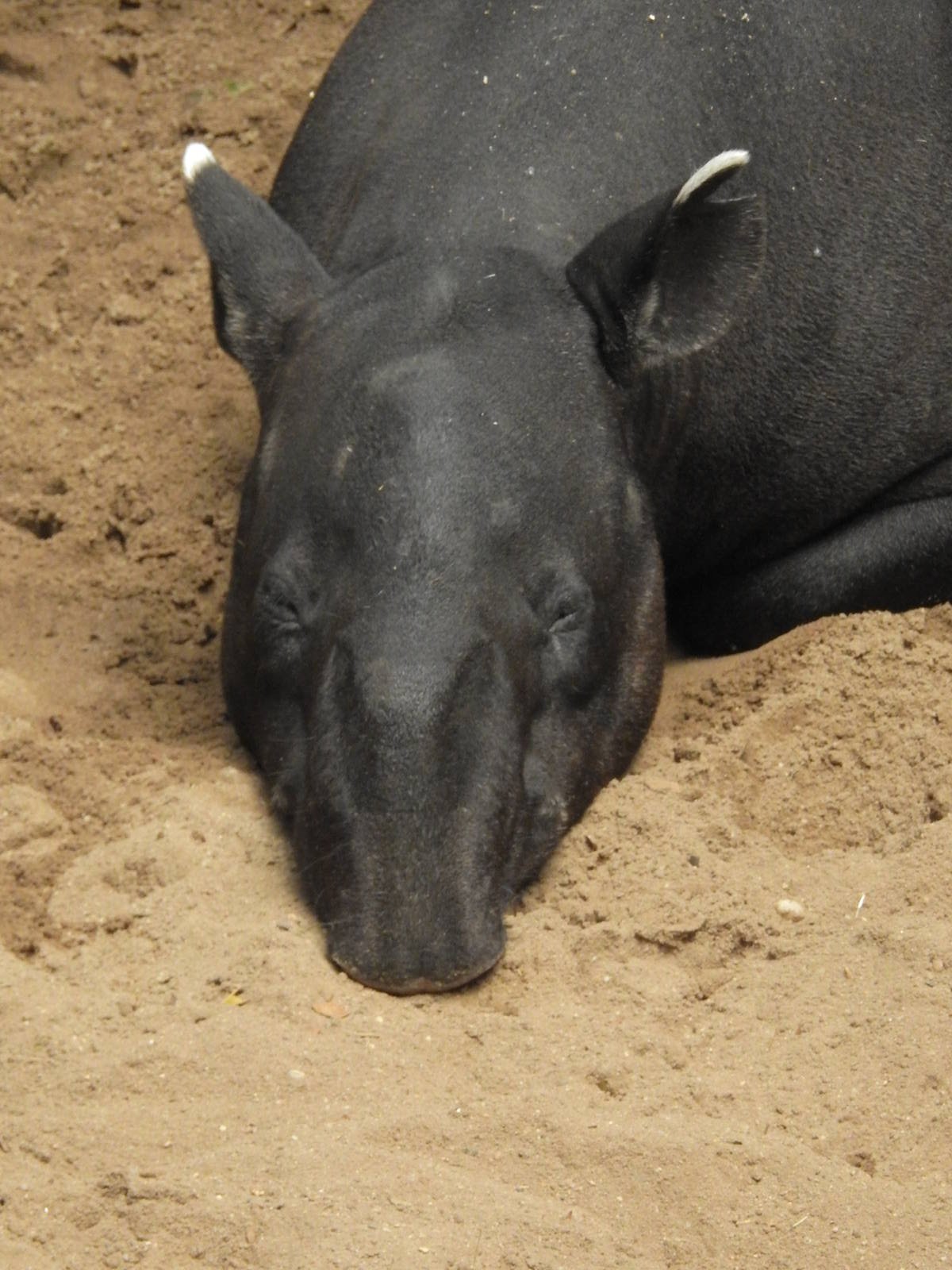 Malayan Tapir
