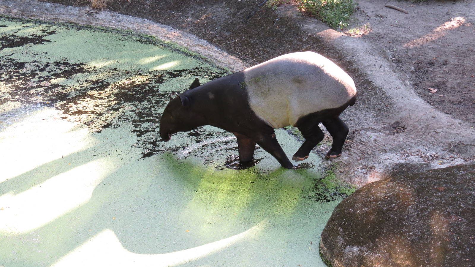 Malayan tapir
