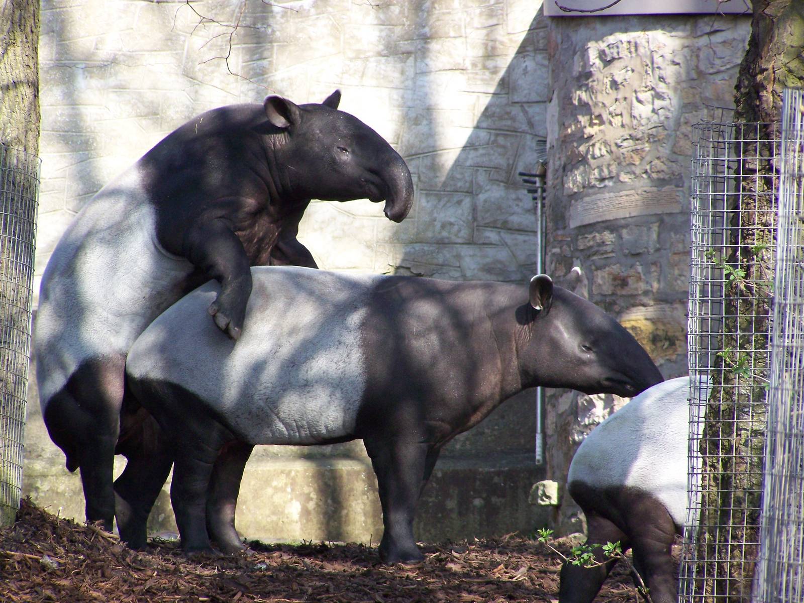 Malayan Tapir