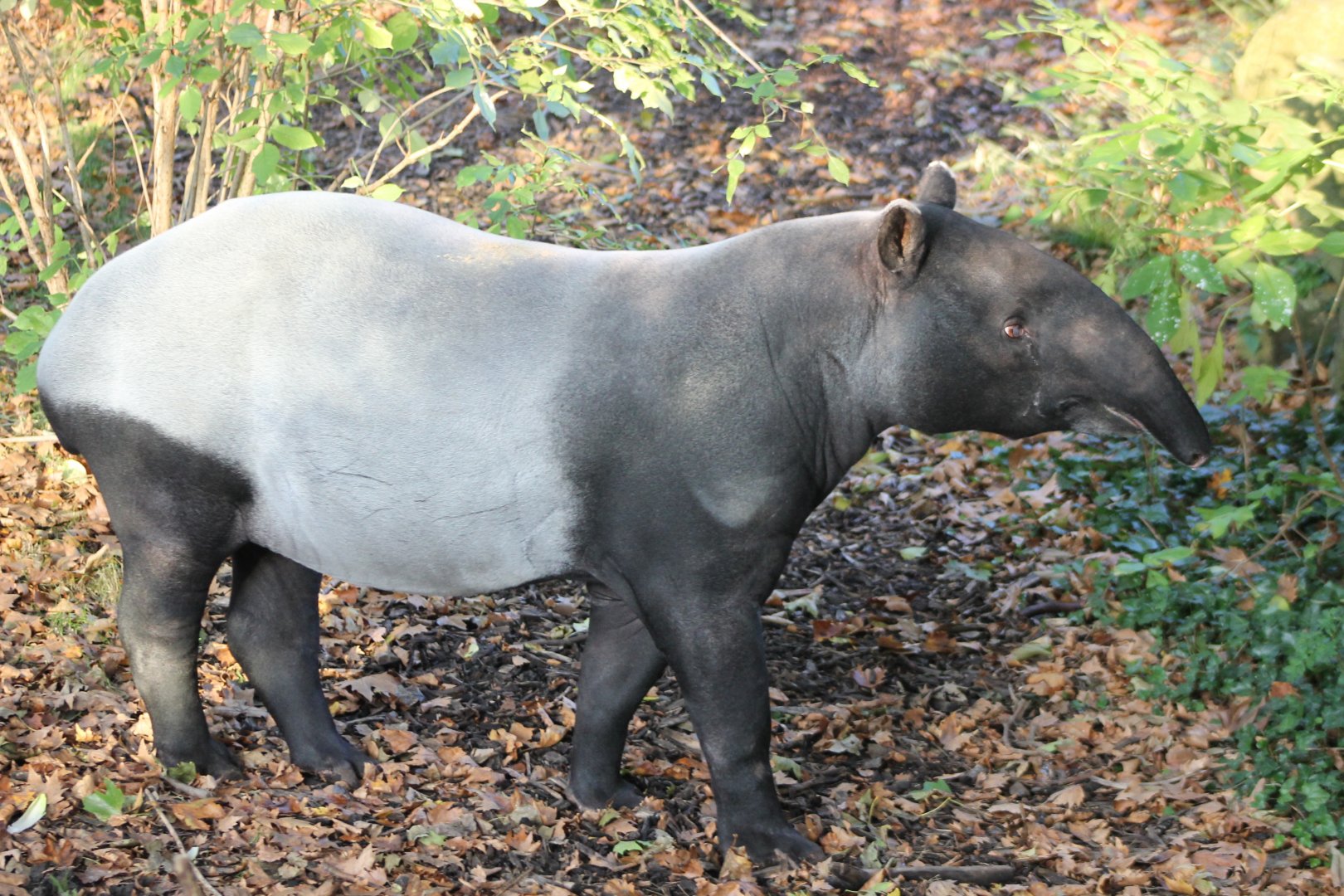 Malayan tapir