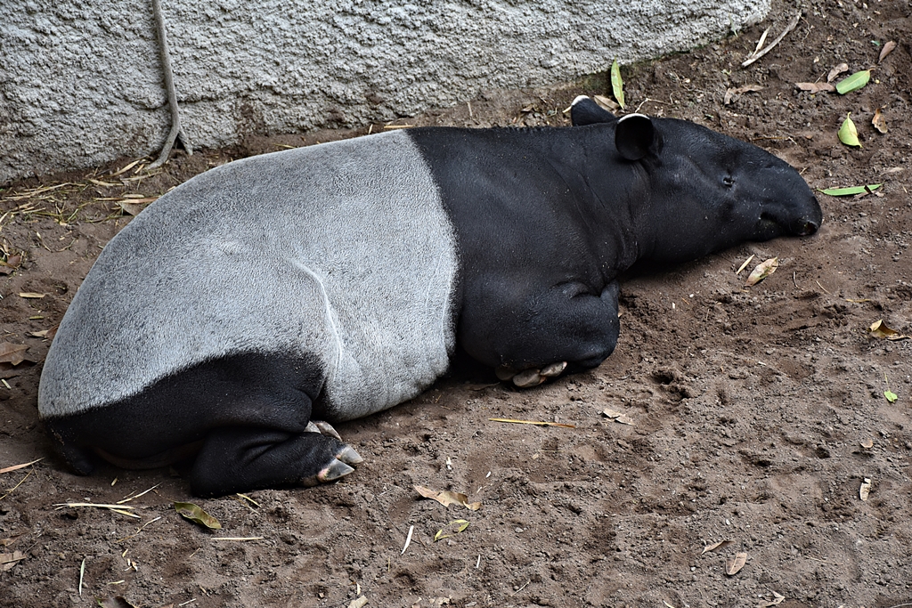 Malayan tapir