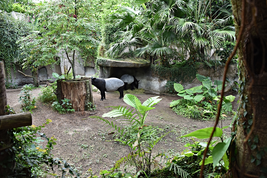 Malayan tapir