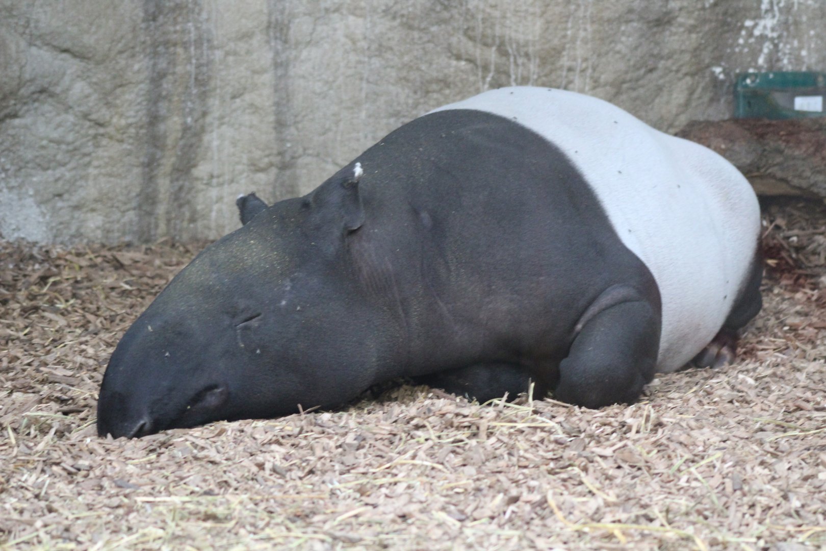 Malayan Tapir