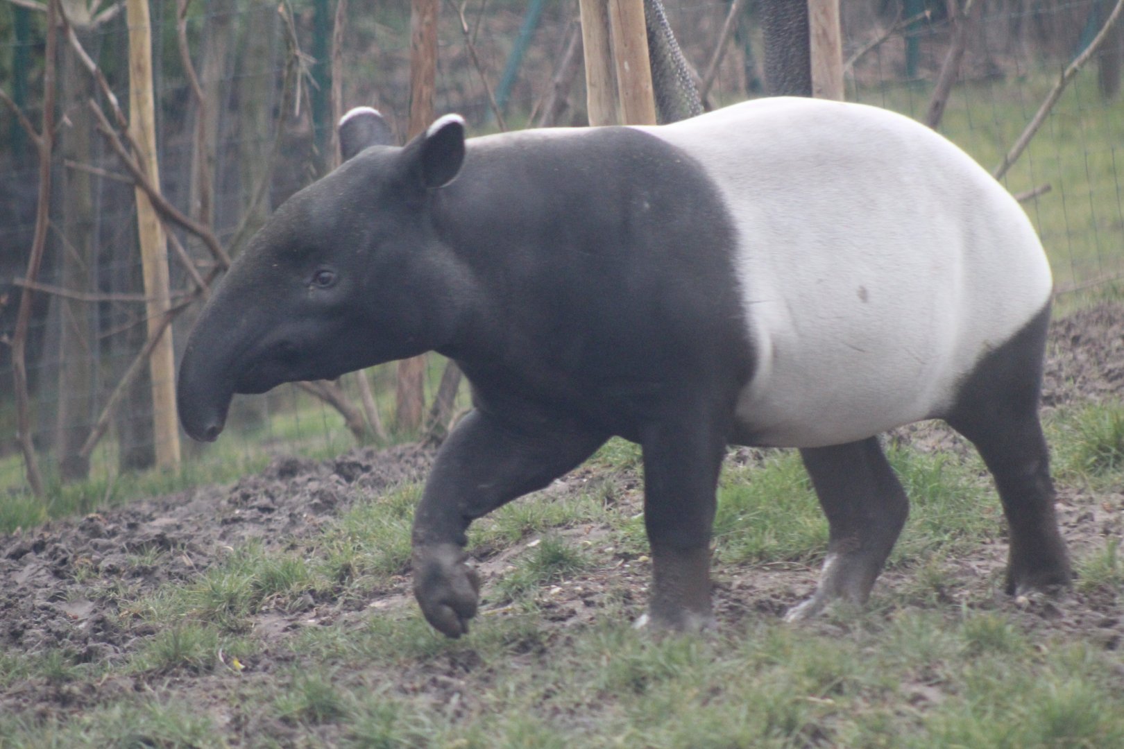 Malayan Tapir
