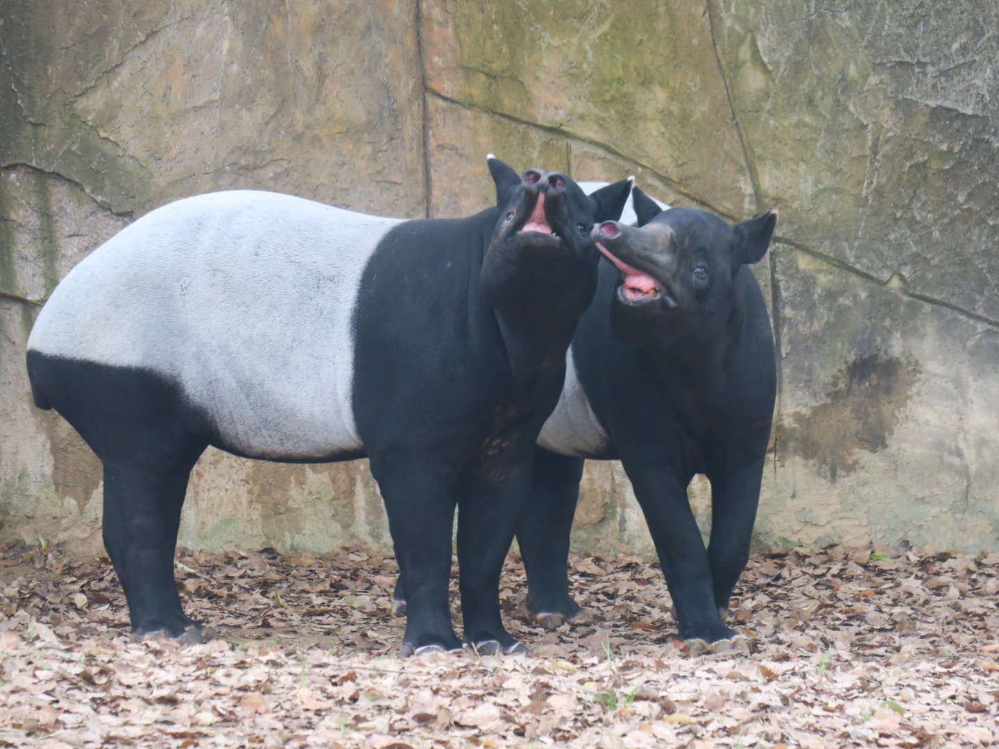Malayan tapir