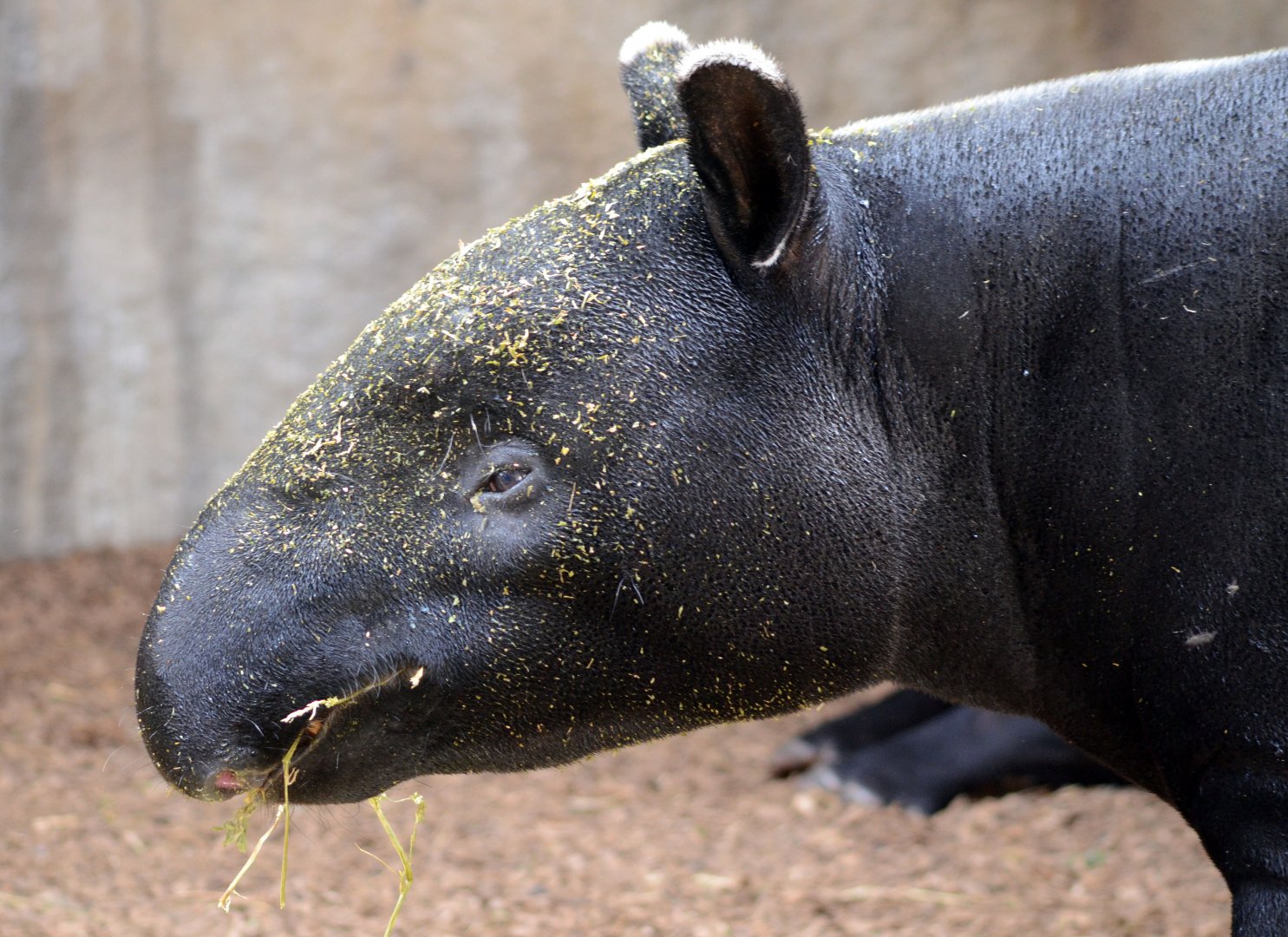 Malayan Tapir