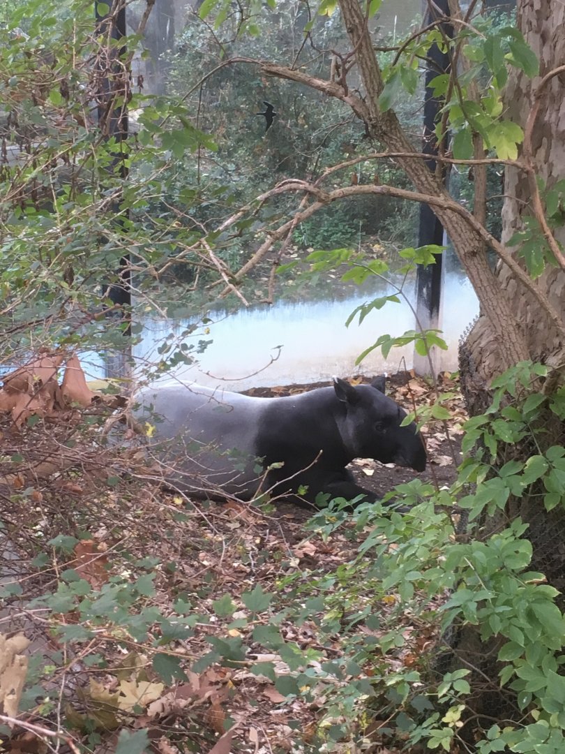 Malayan tapir