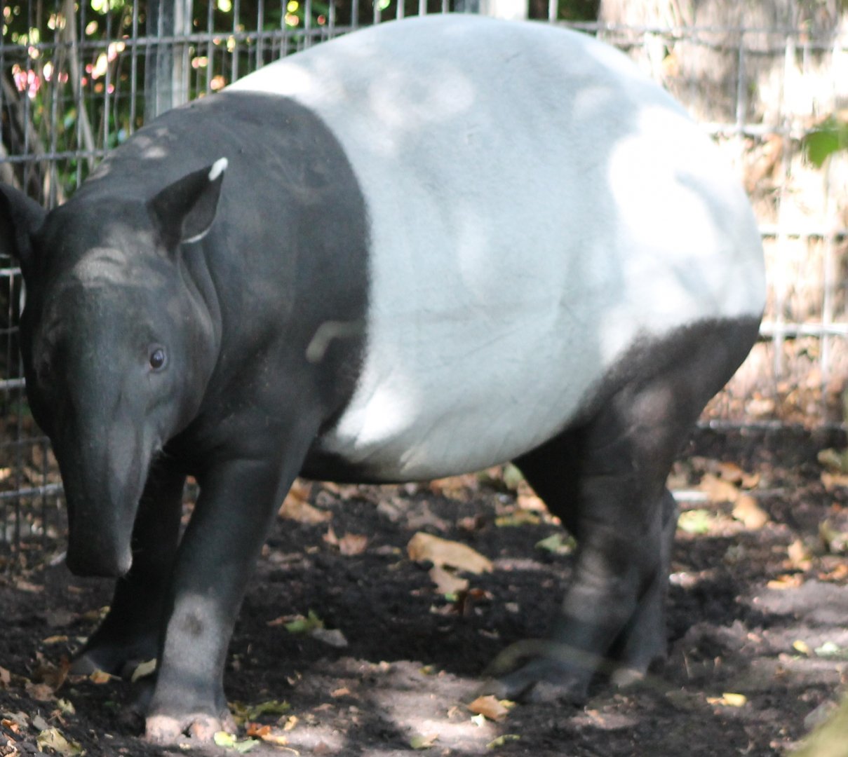 Malayan tapir