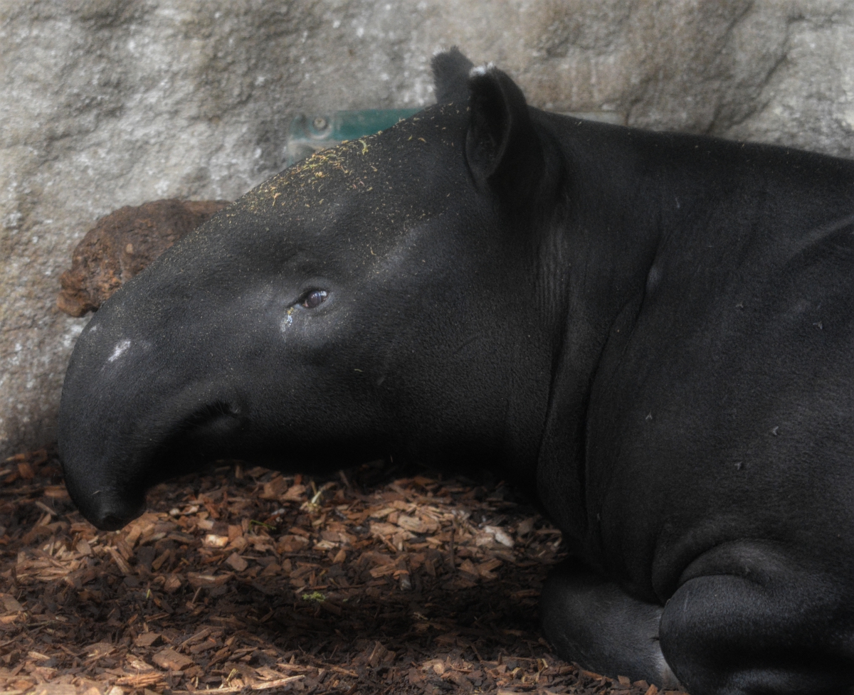 Malayan Tapir