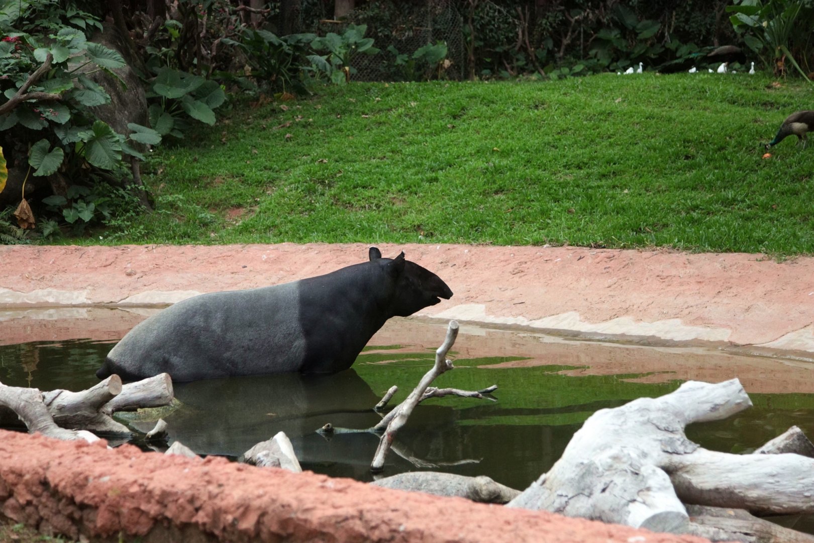 Malayan tapir
