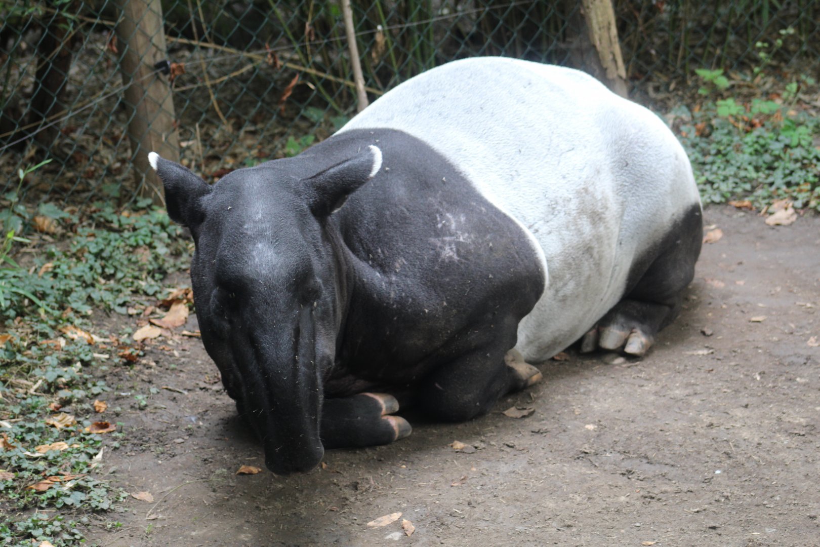 Malayan Tapir