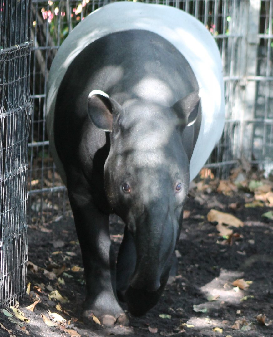 Malayan tapir