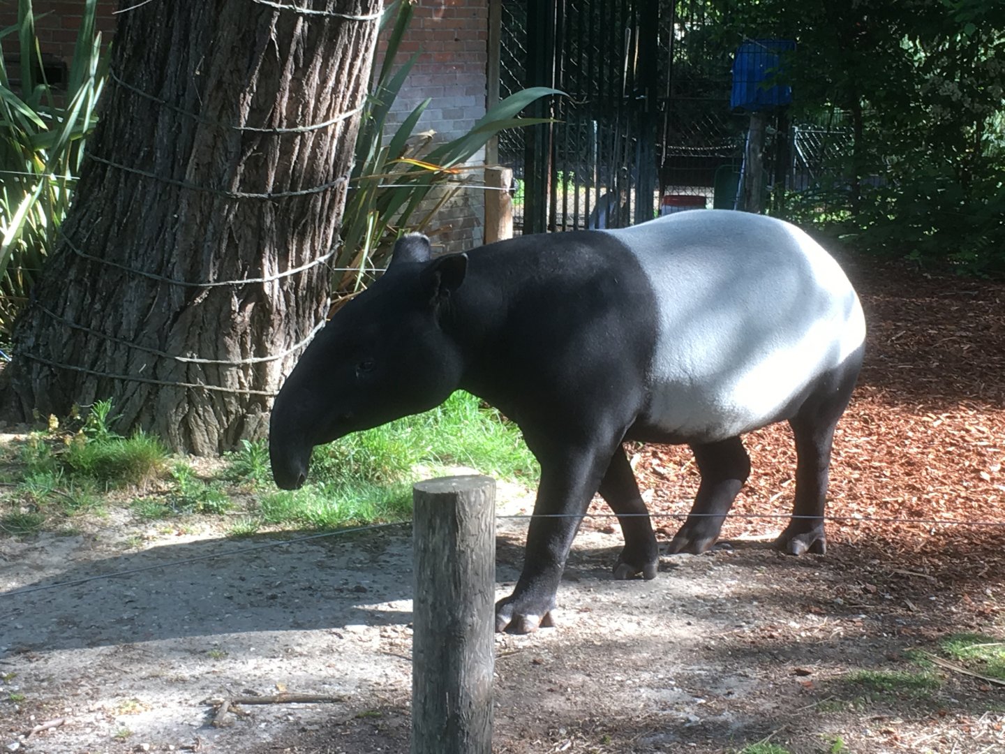 Malayan tapir