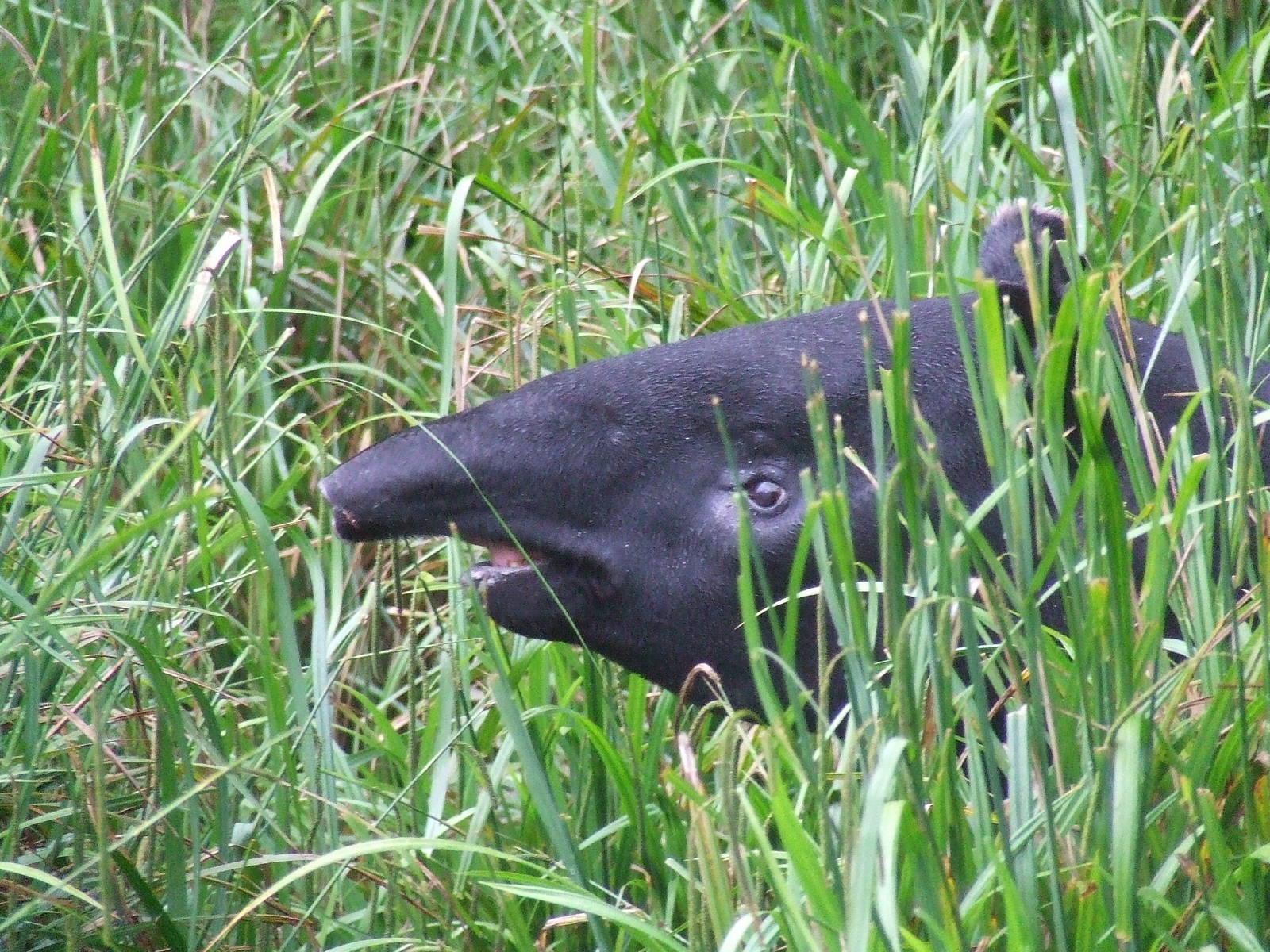 Malayan Tapir