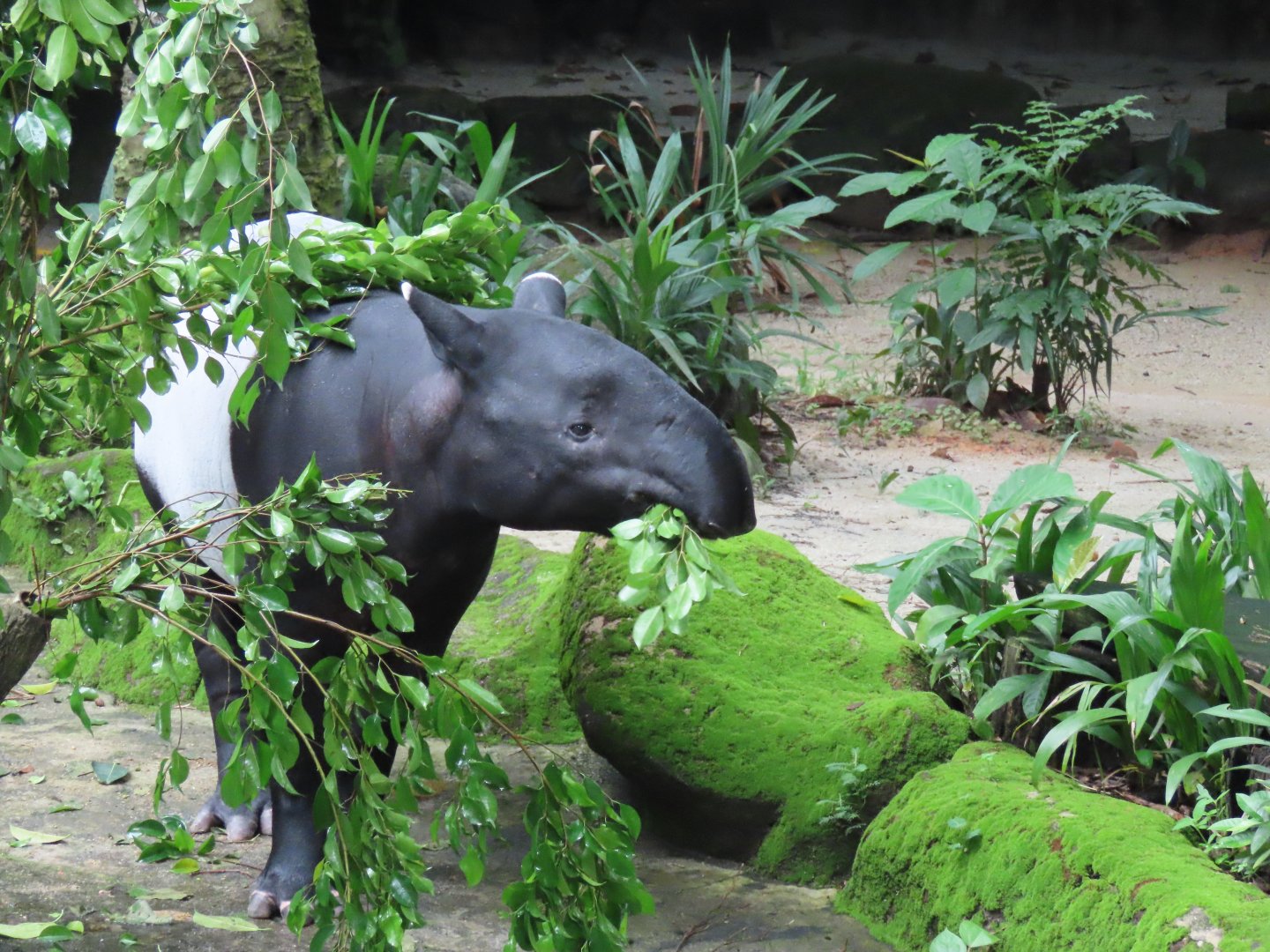 Malayan tapir