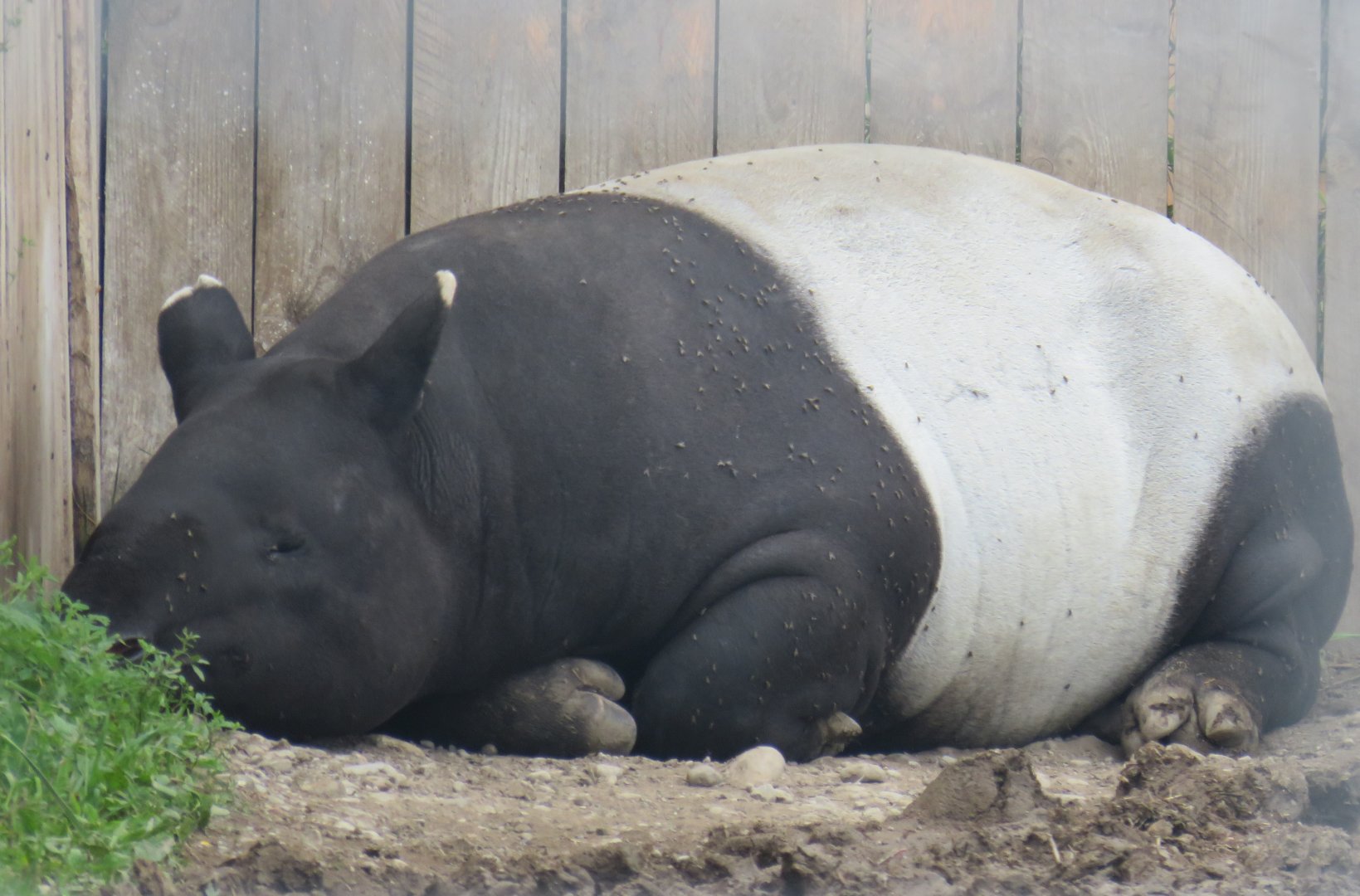 Malayan tapir