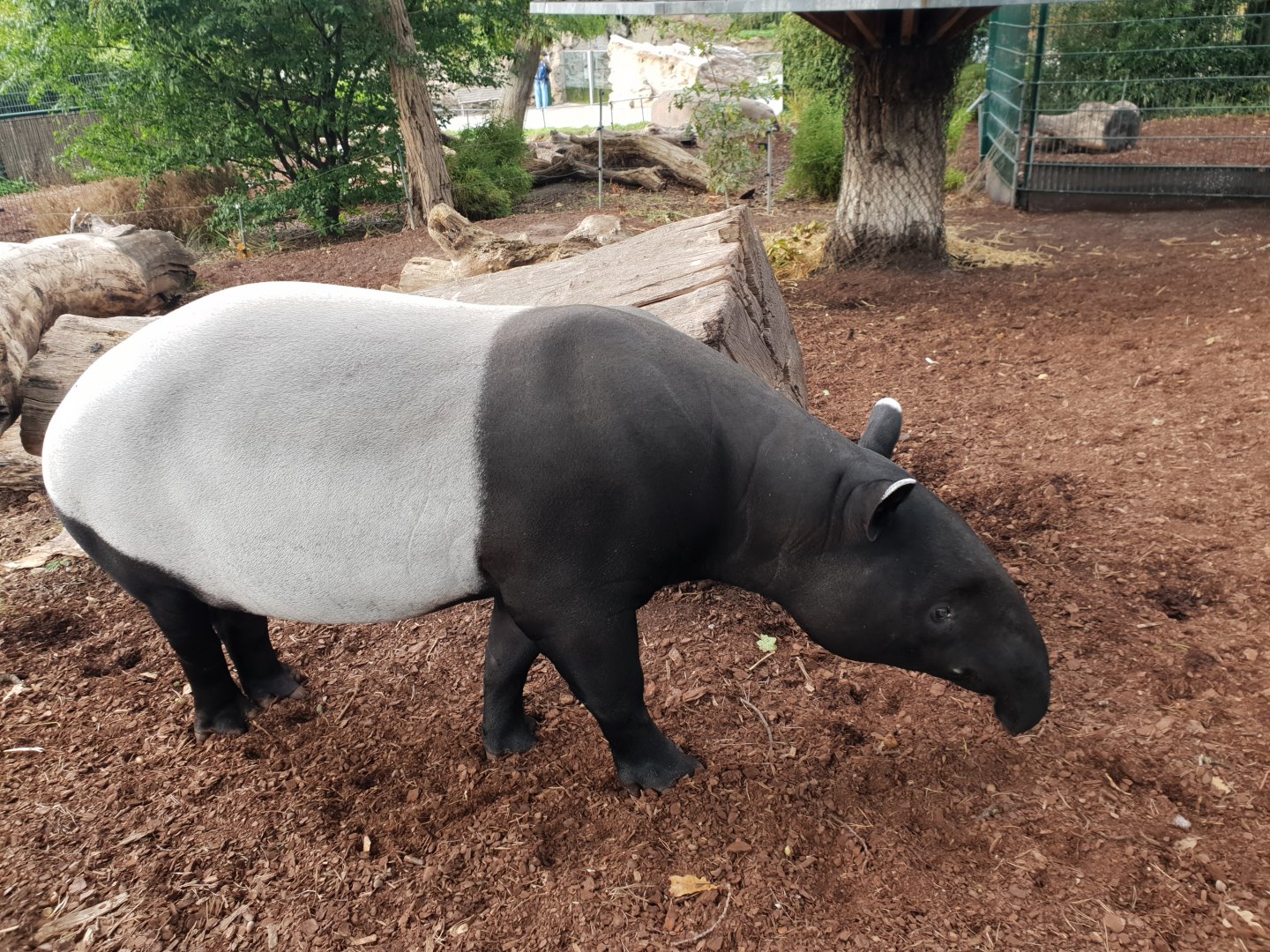 Malayan Tapir