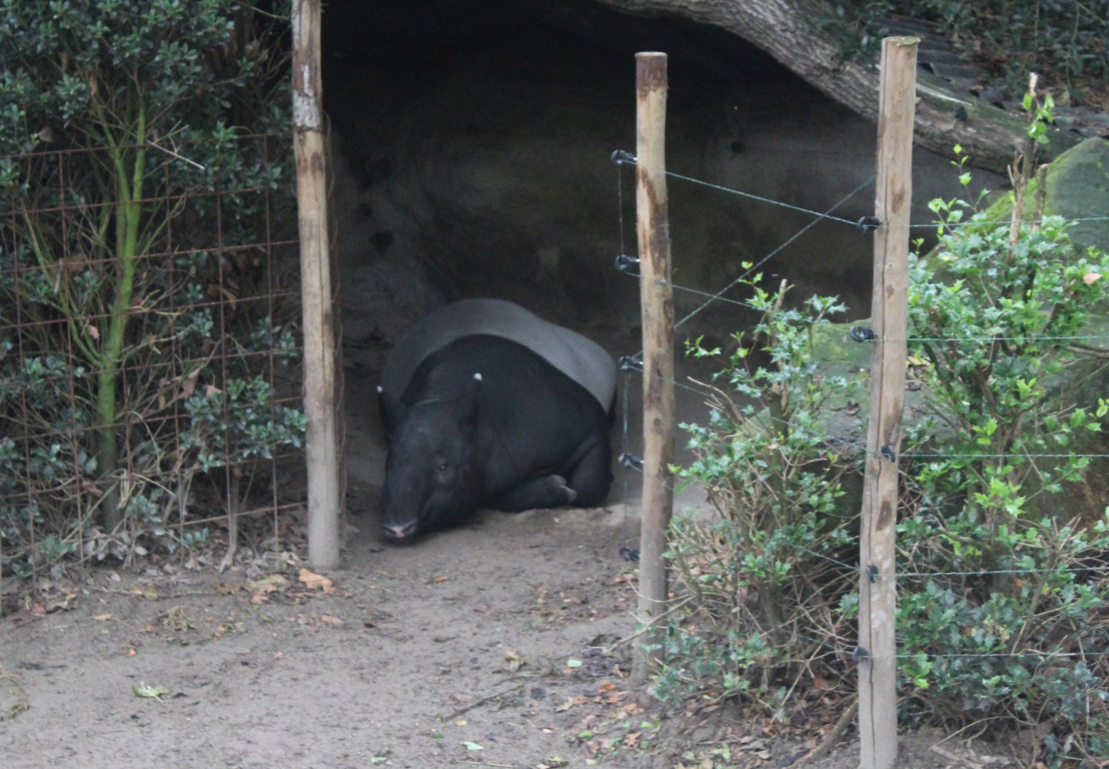 Malayan tapir