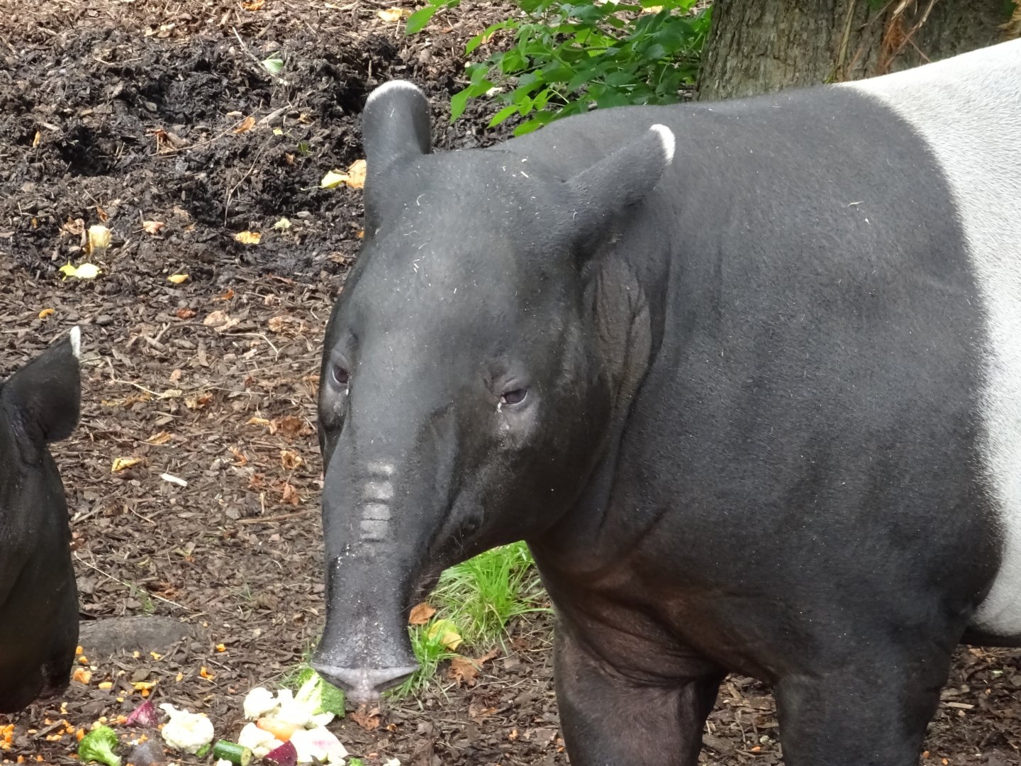 Malayan Tapir