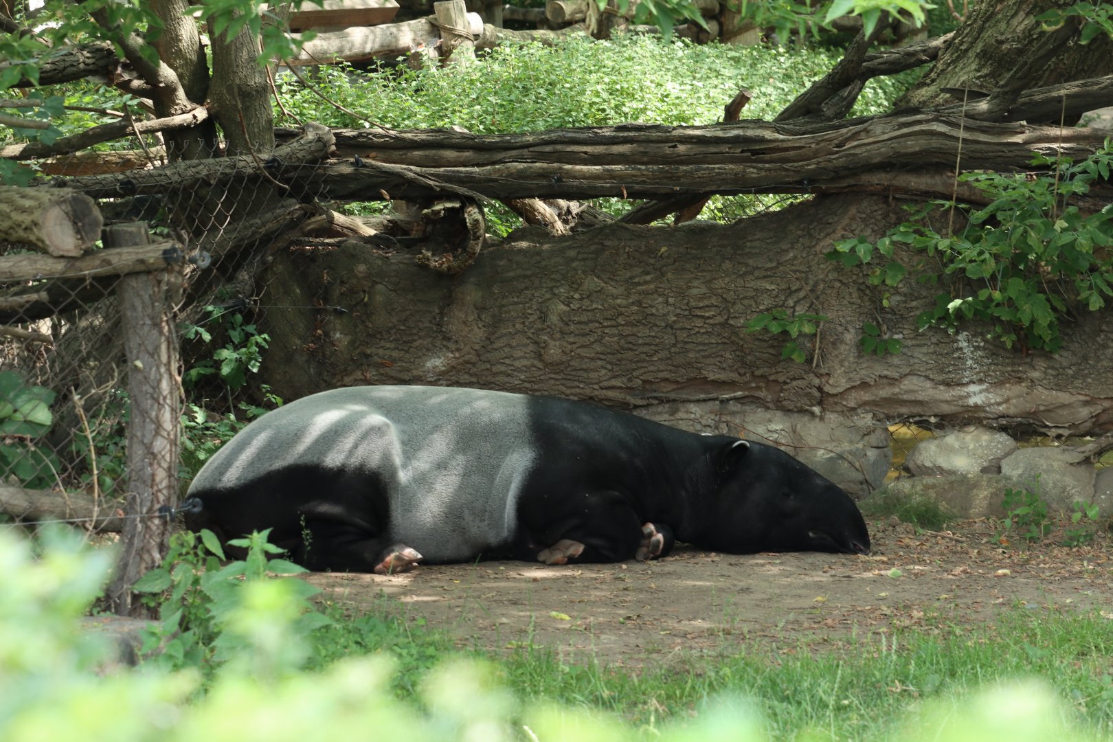 Malayan Tapir