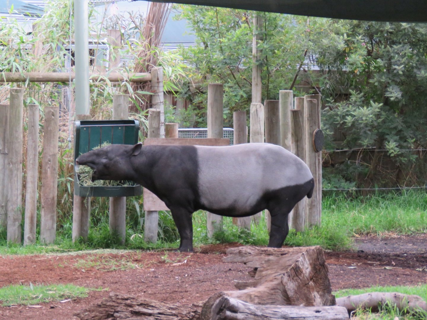 Malayan Tapir