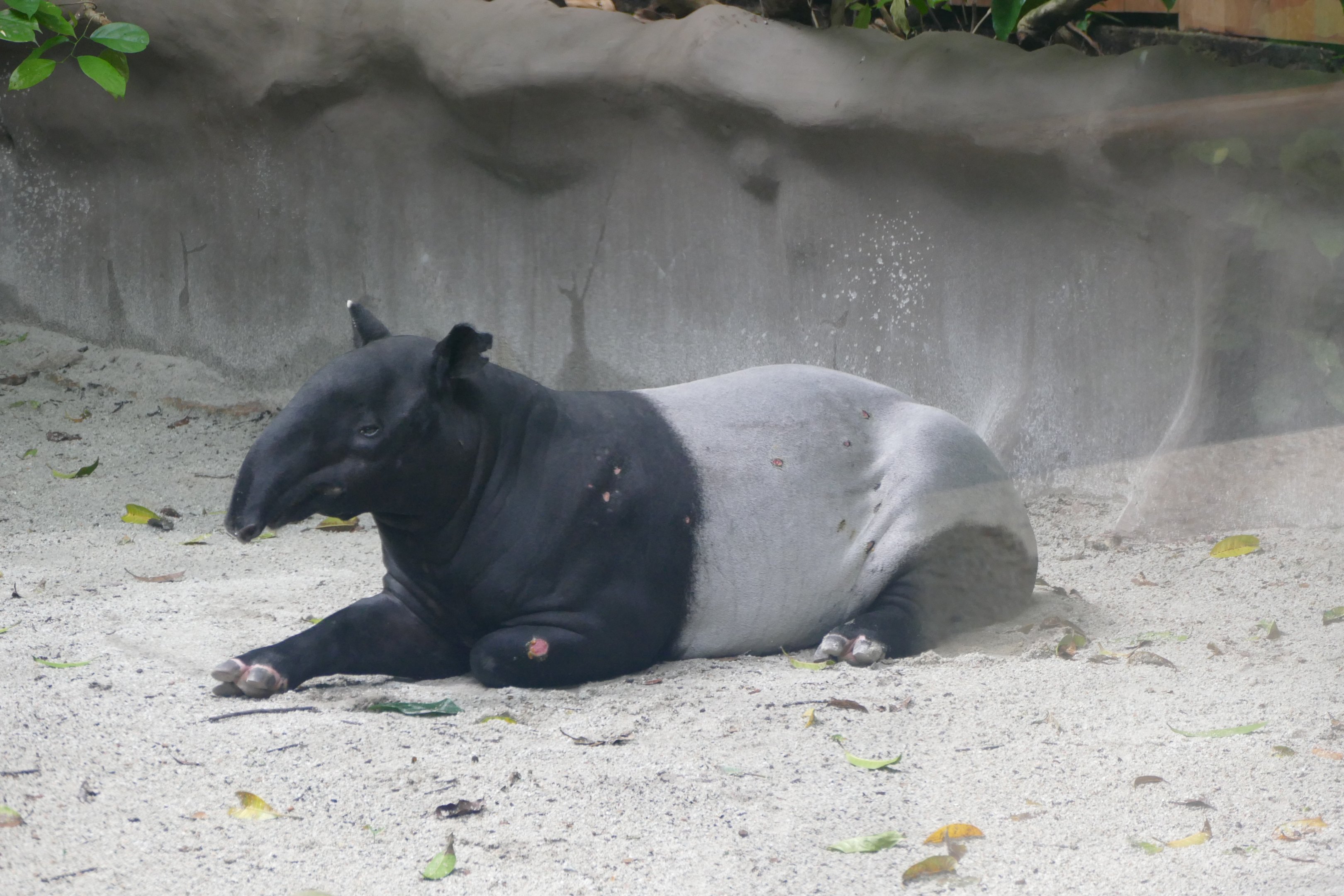 Malayan Tapir