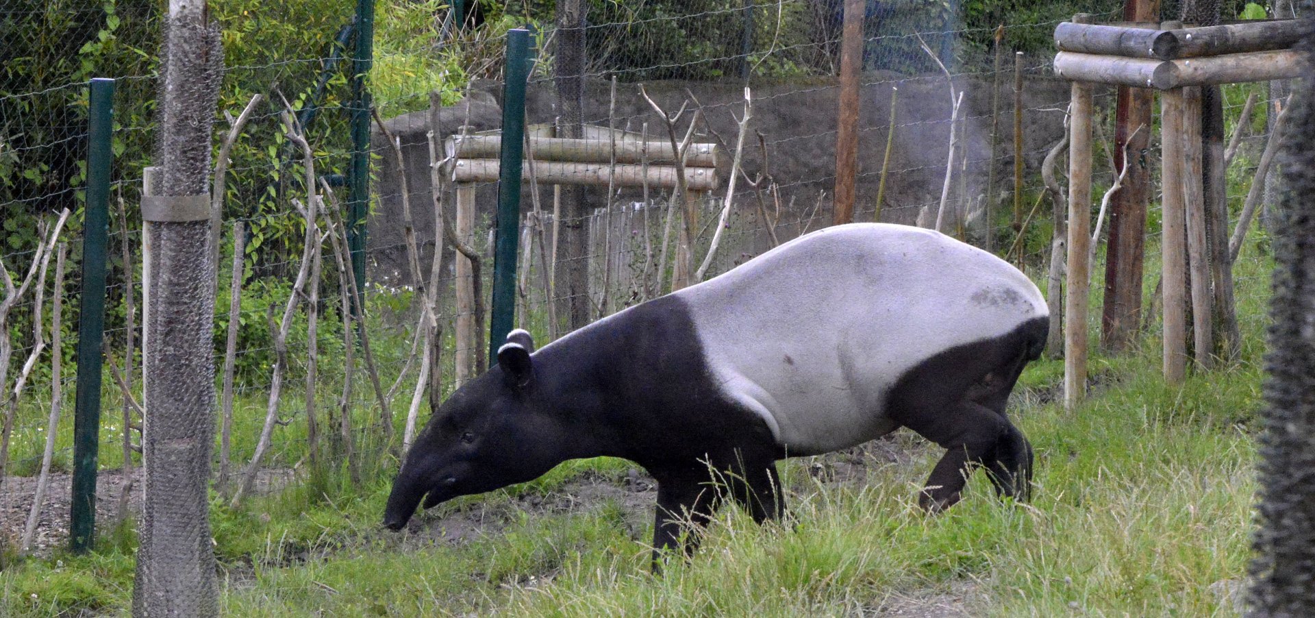 Malayan Tapir
