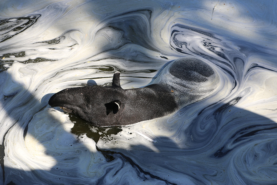 Malayan tapir