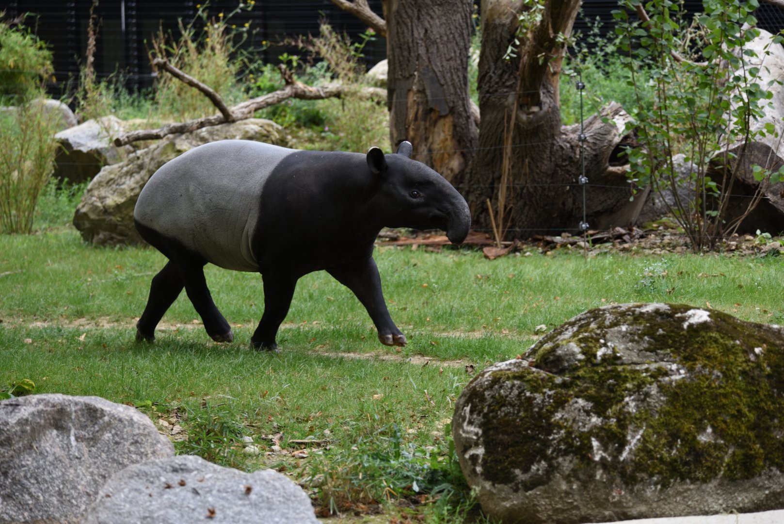 Malayan tapir