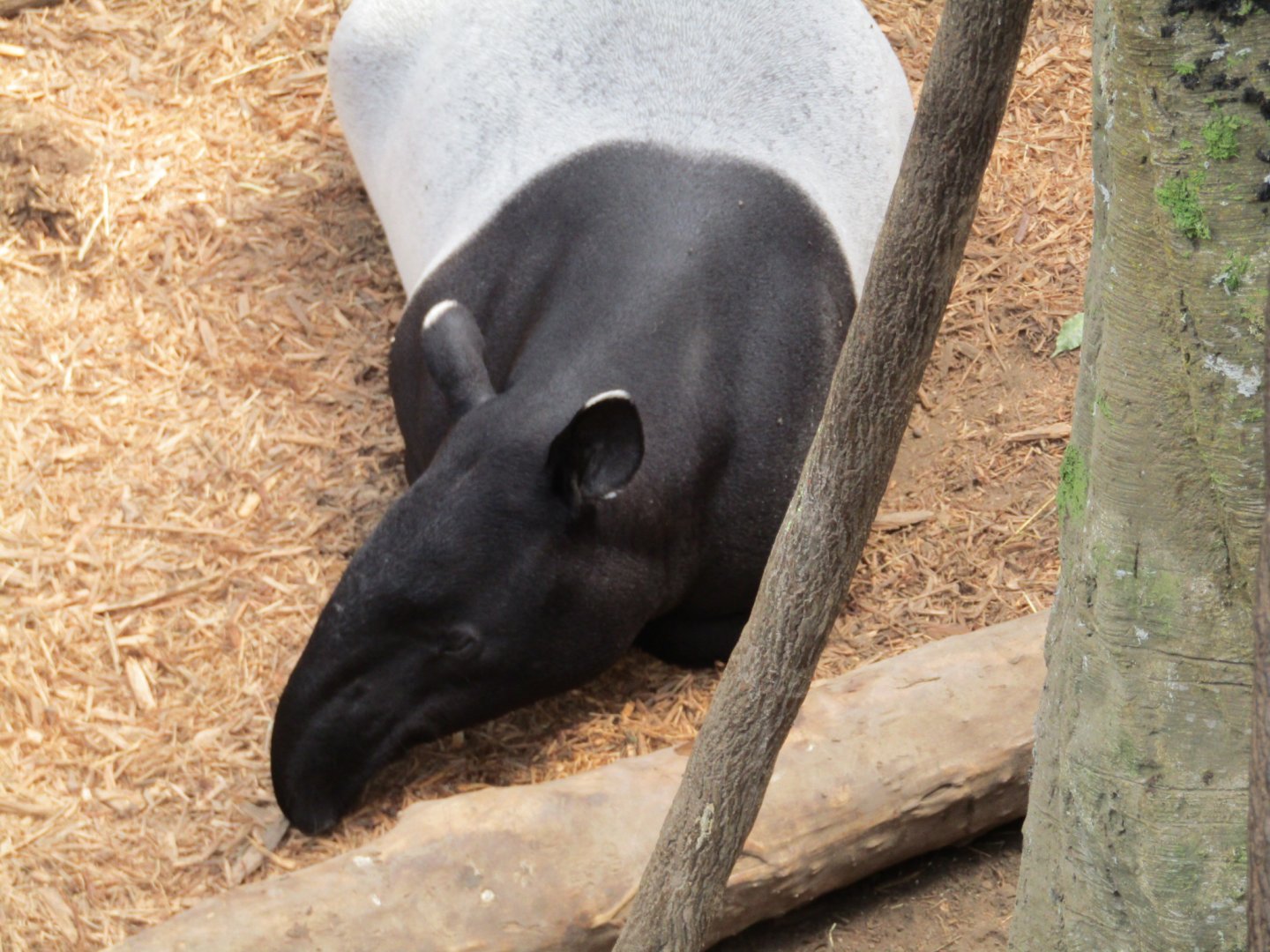 Malayan Tapir