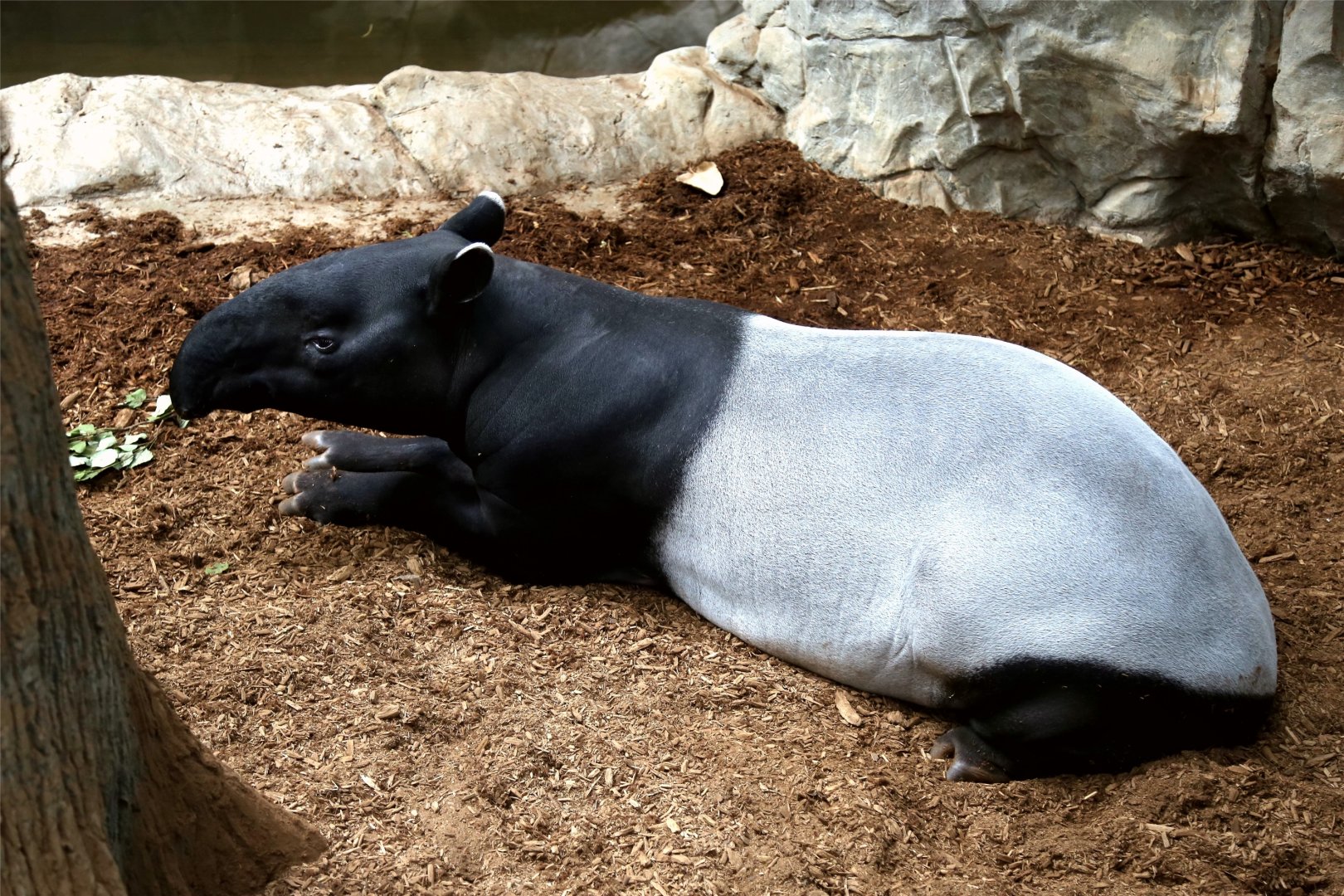 Malayan Tapir