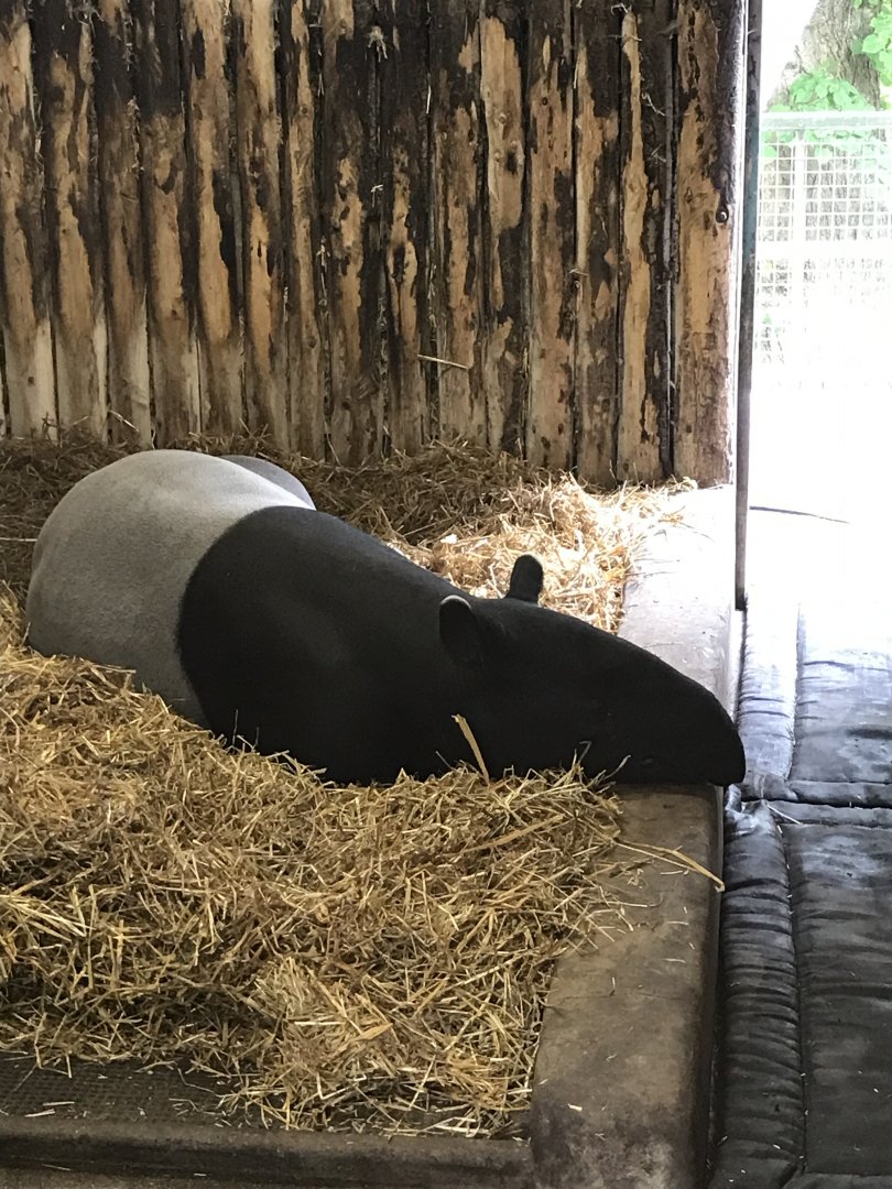 Malayan tapir