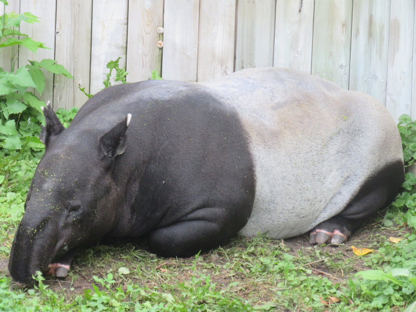 Malayan tapir
