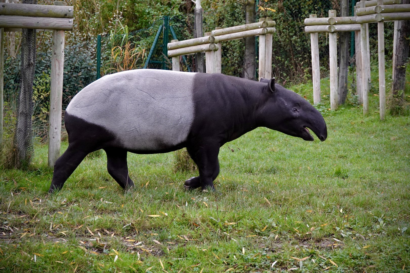 Malayan Tapir