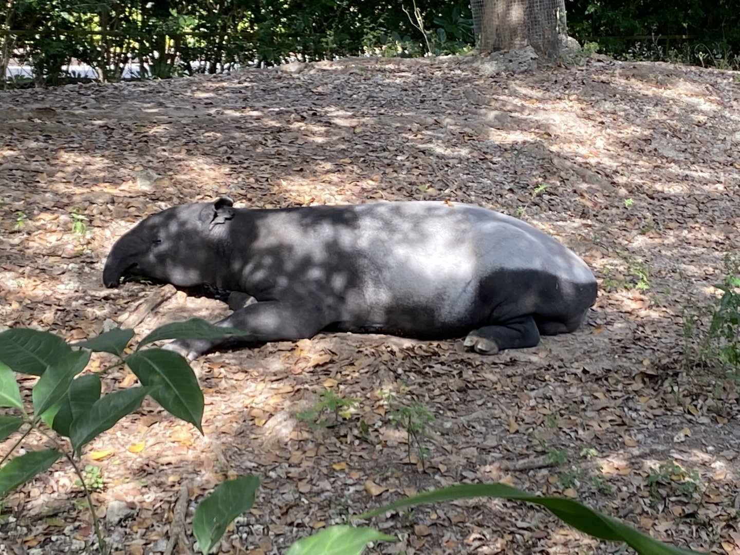 Malayan Tapir