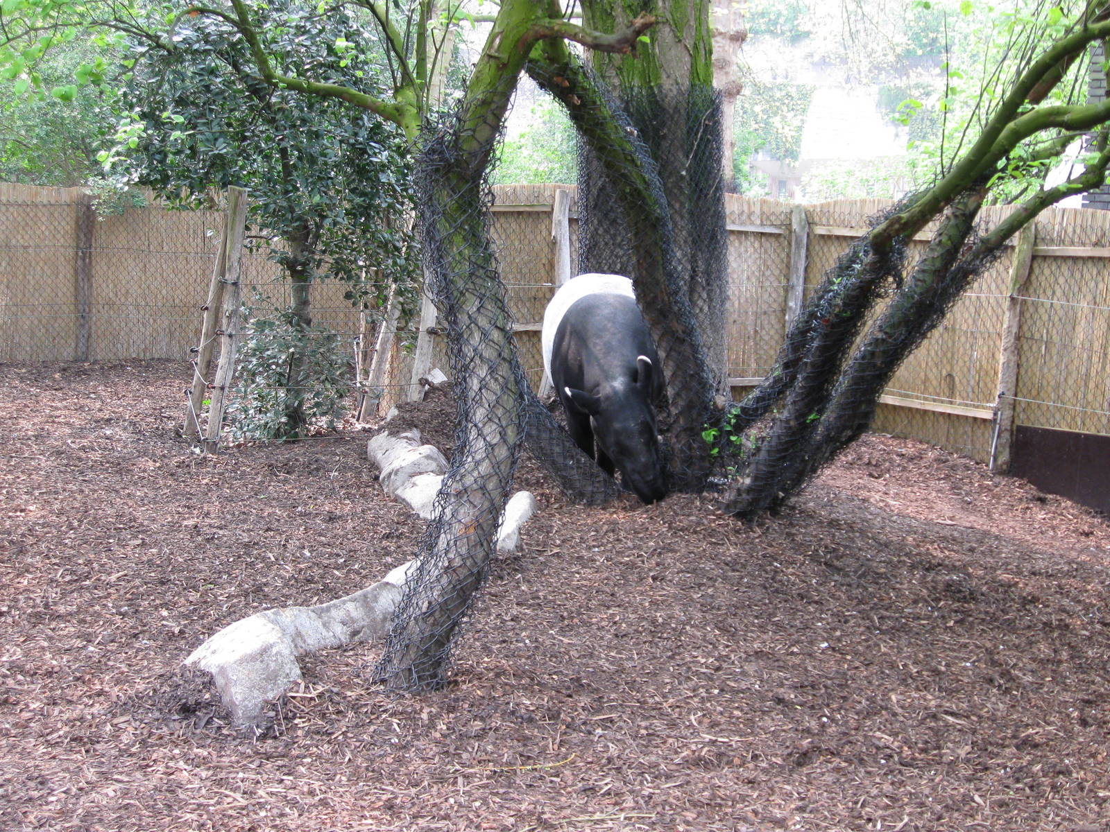 Malayan tapir