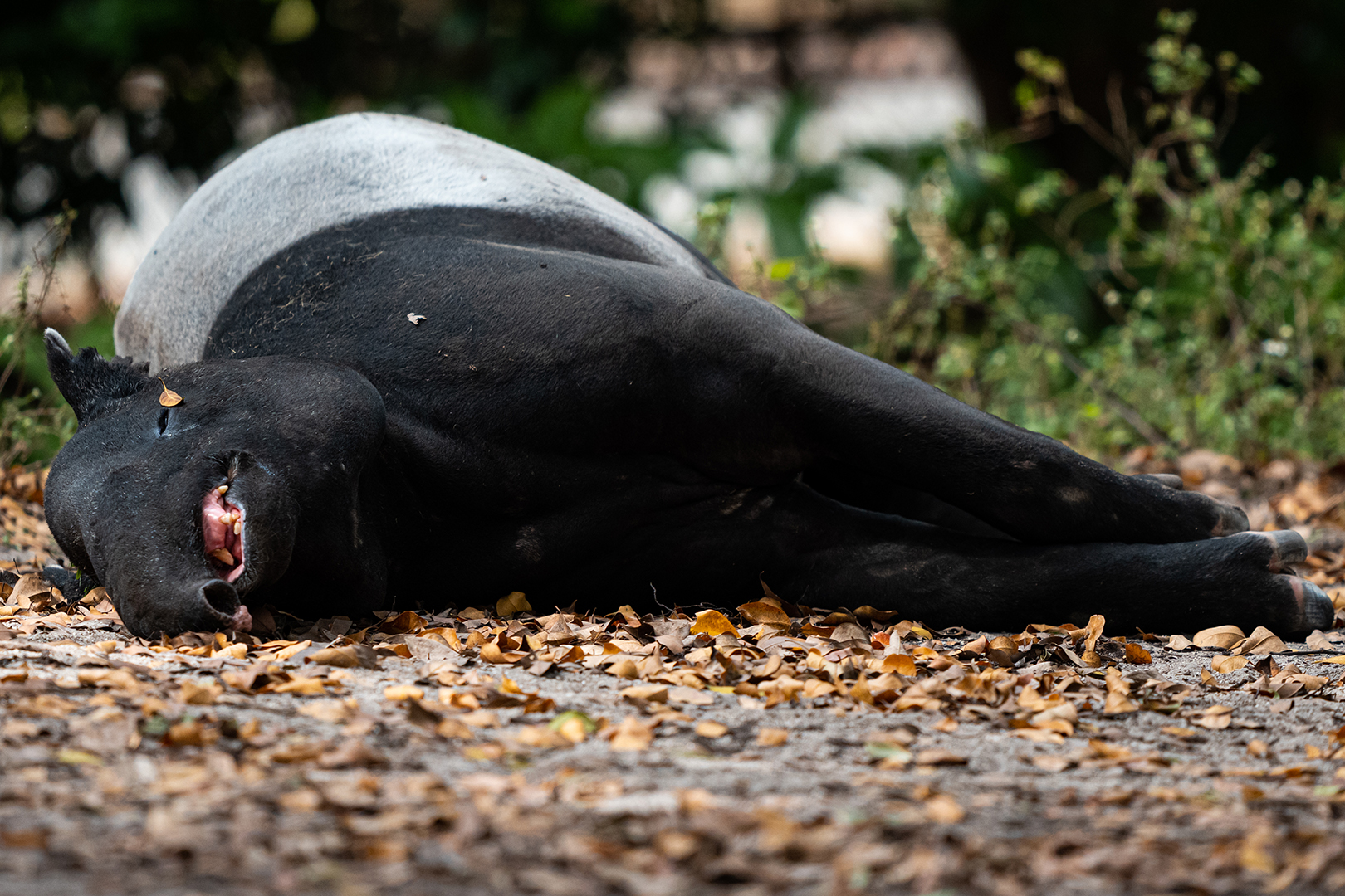 Malayan tapir