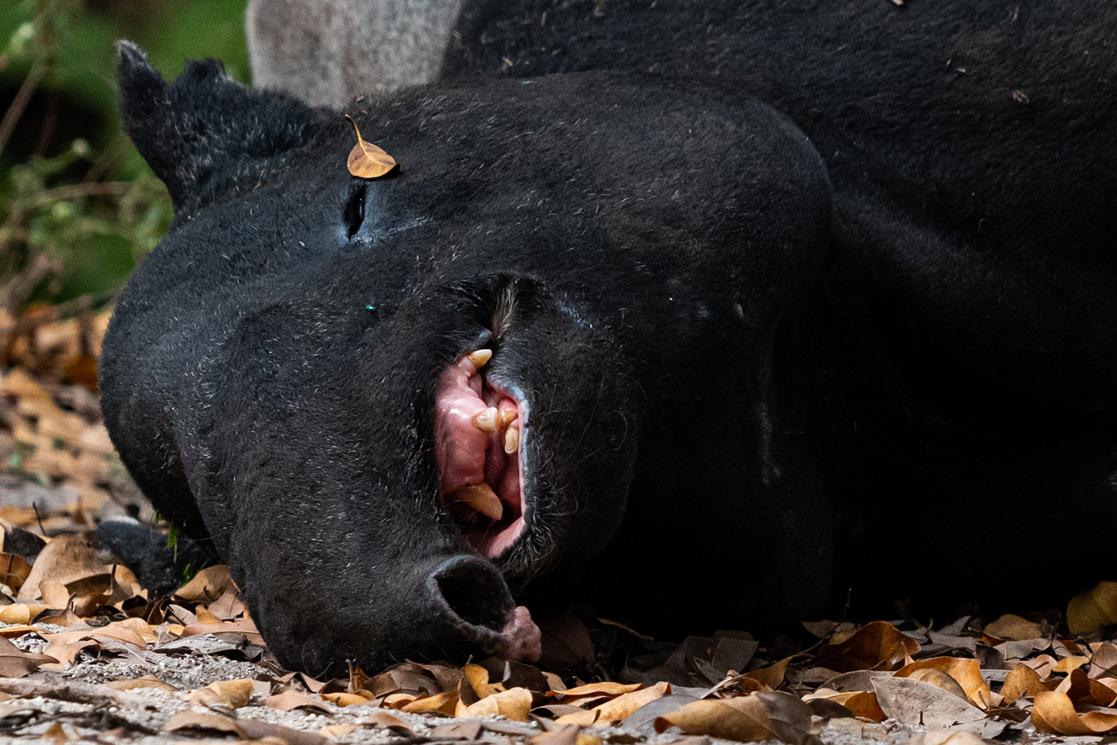 Malayan tapir