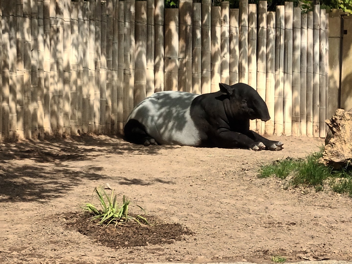 Malayan Tapir