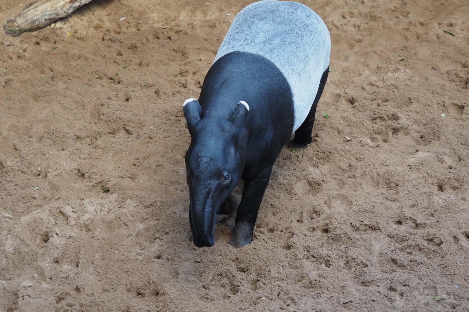 Malayan tapir